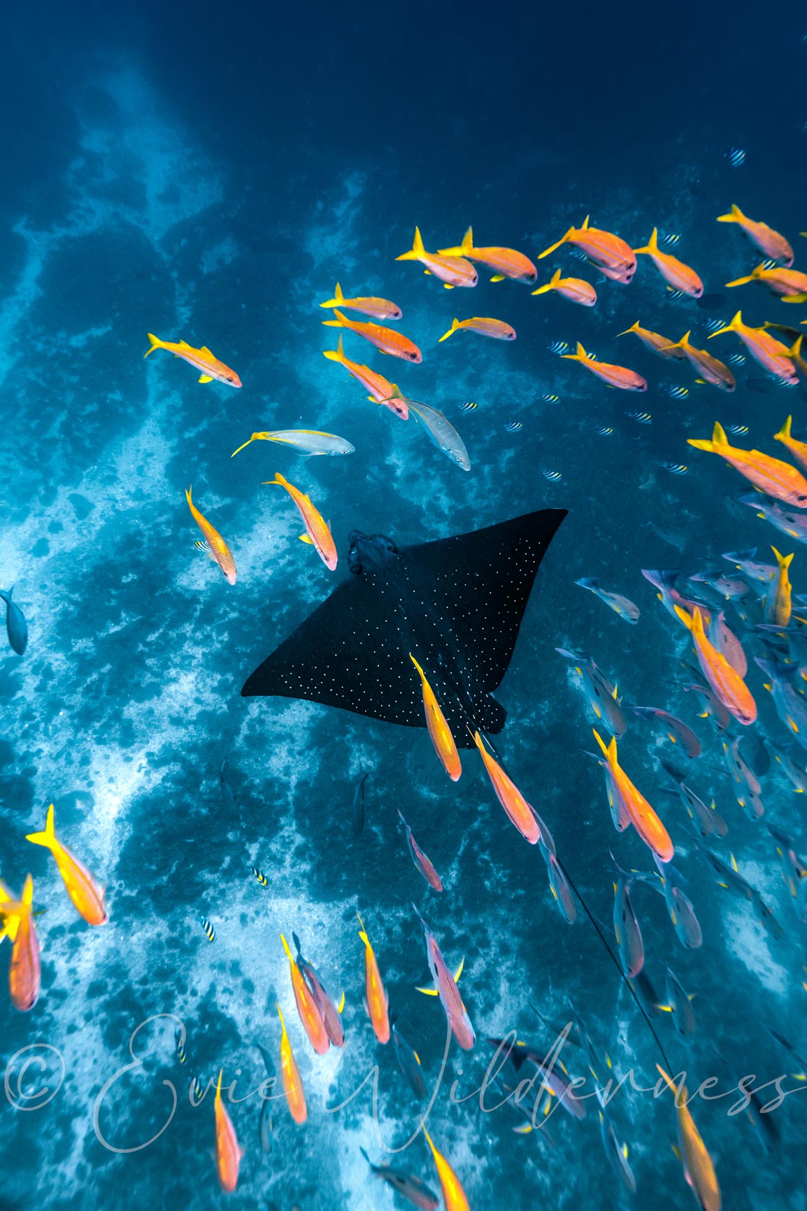 Rainbow Eagle Digital Print