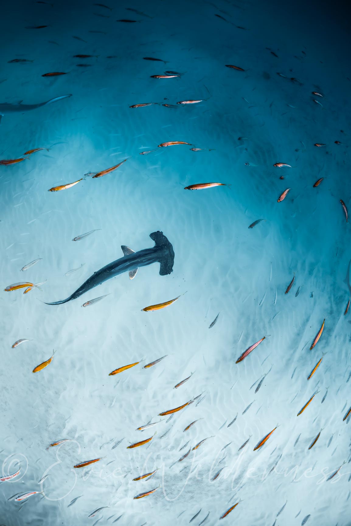 Hammer Digital Print