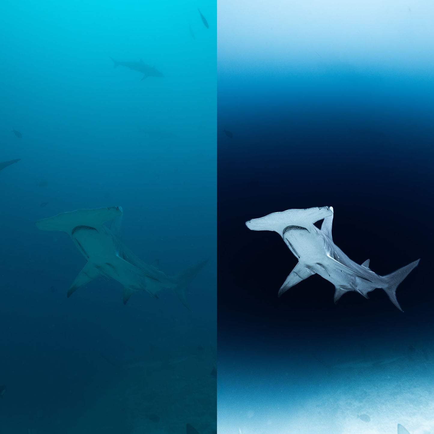 The Underwater Photography Editing Master Guide