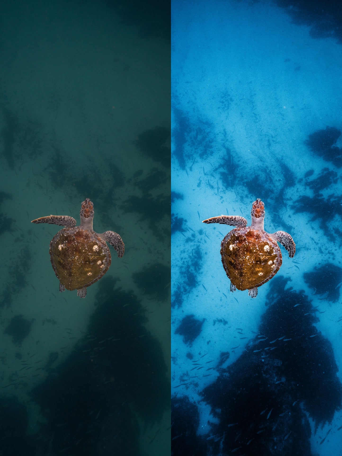 OVER 50% OFF
The Ultimate Underwater Presets