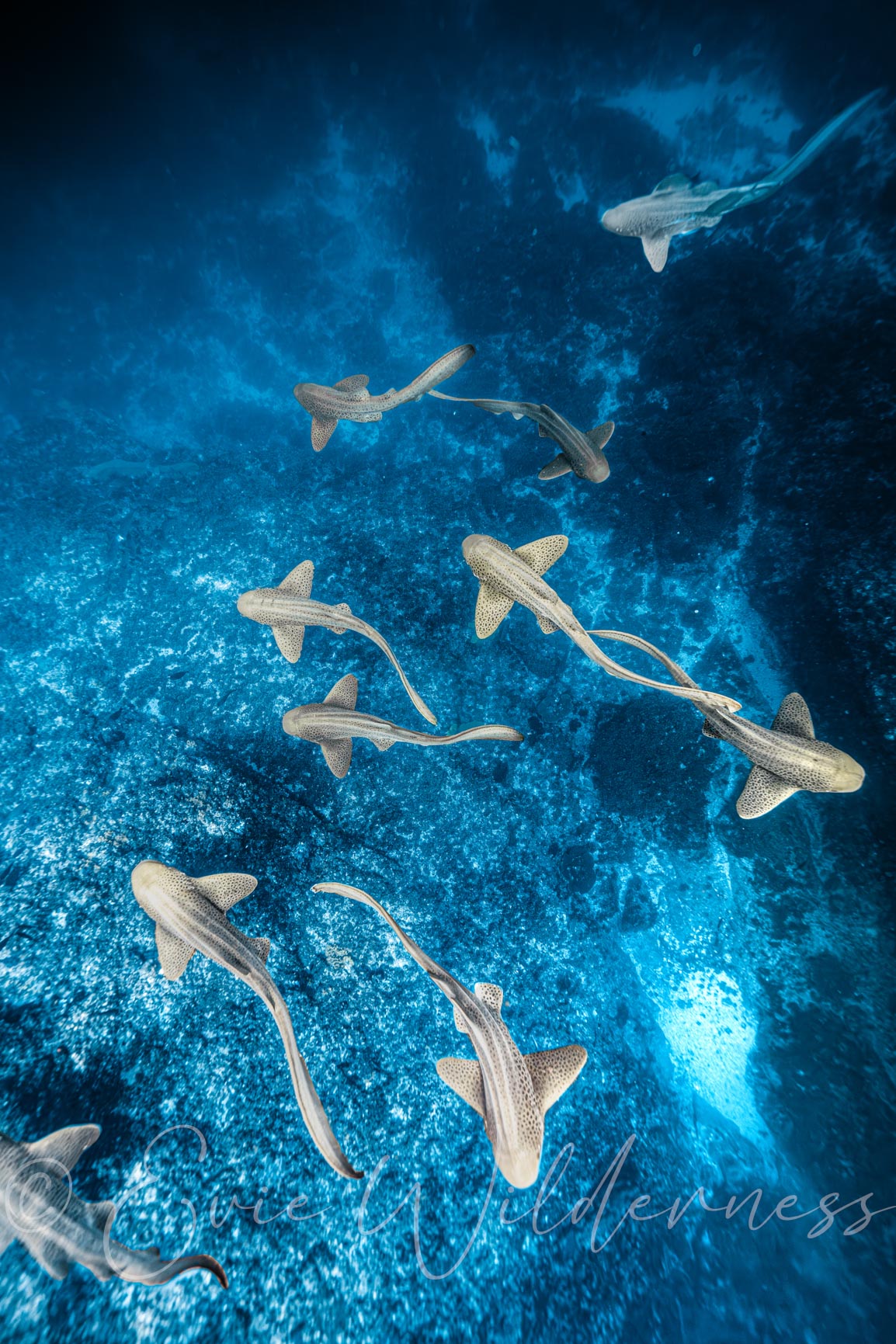 Leopard City Digital Print