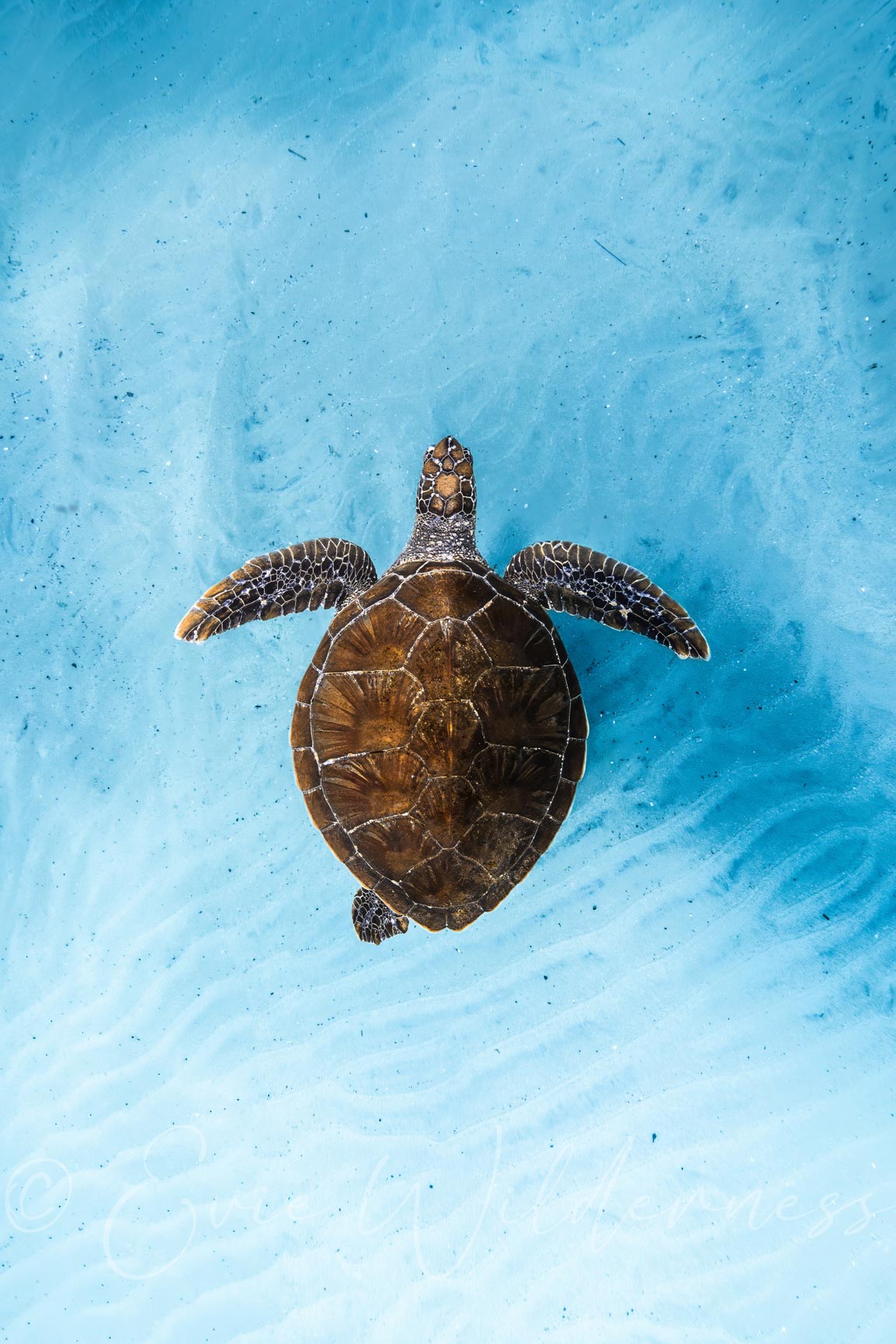 Little Turtle Digital Print