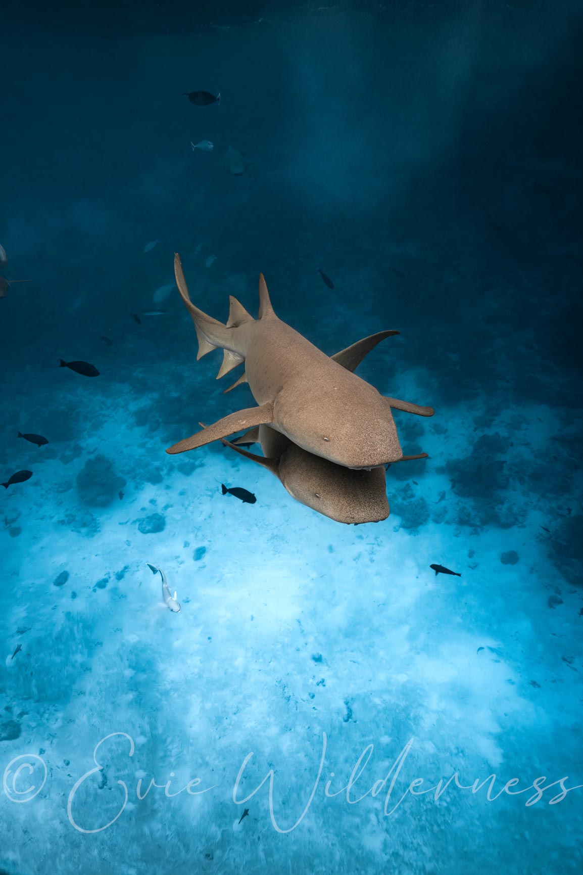 Piggy Back Digital Print