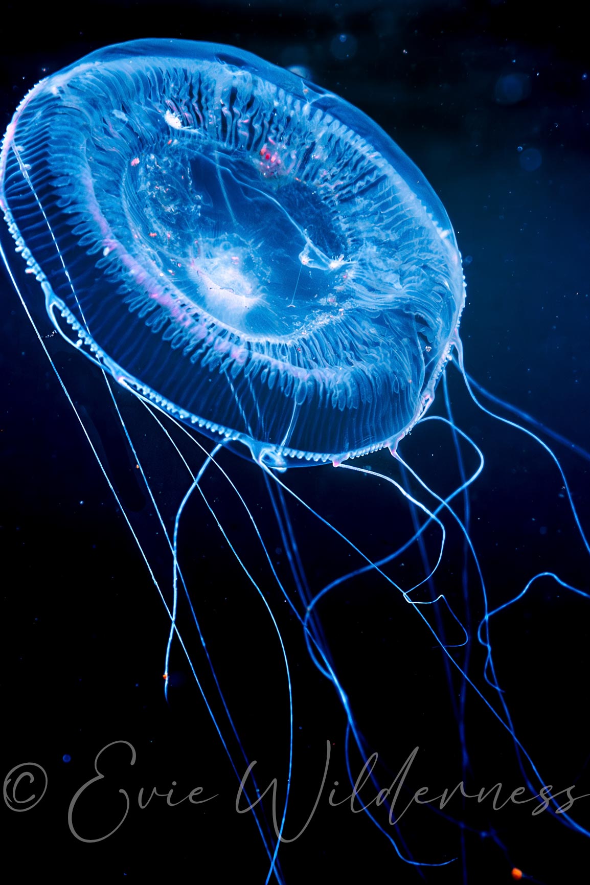 Stinger Digital Print