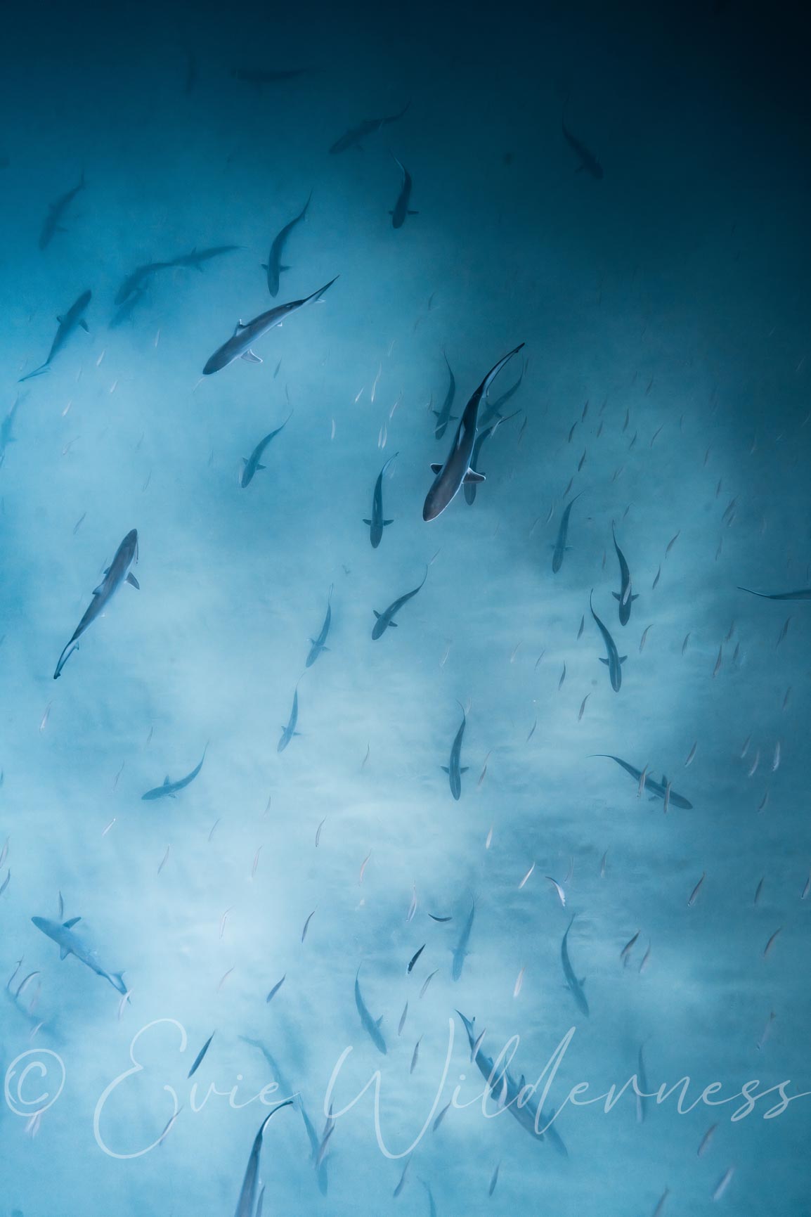 Their Home Digital Print