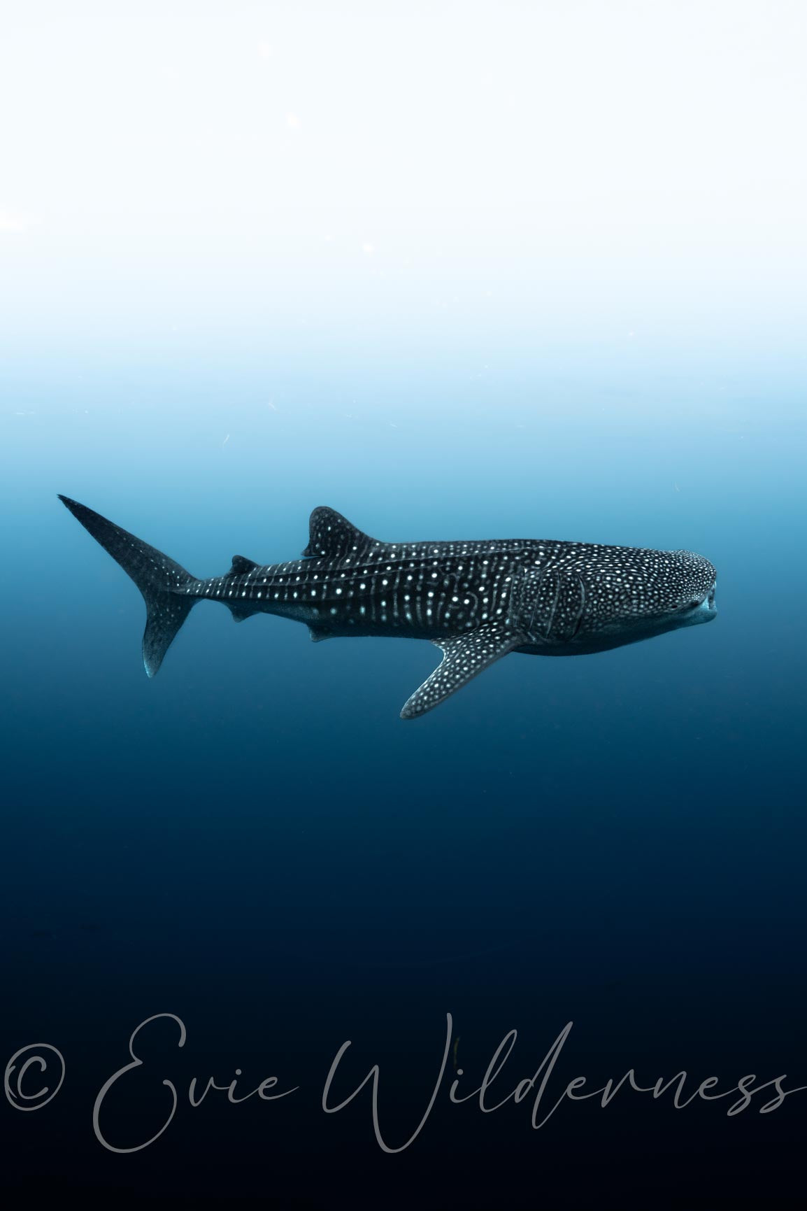 Whale Shark Digital Print