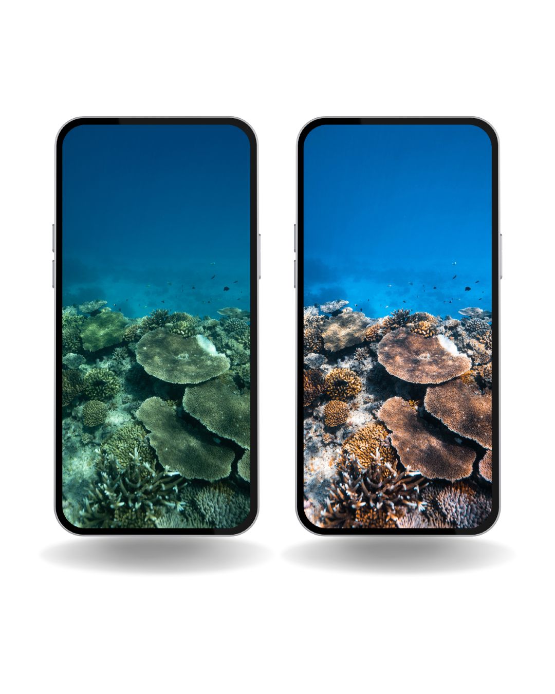 Coral Reef Presets
