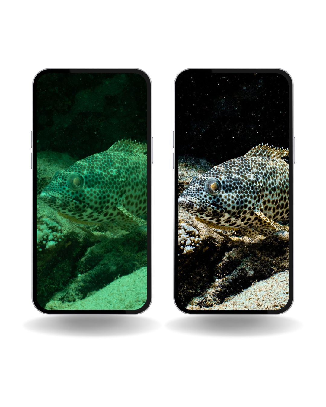 Underwater Macro Presets