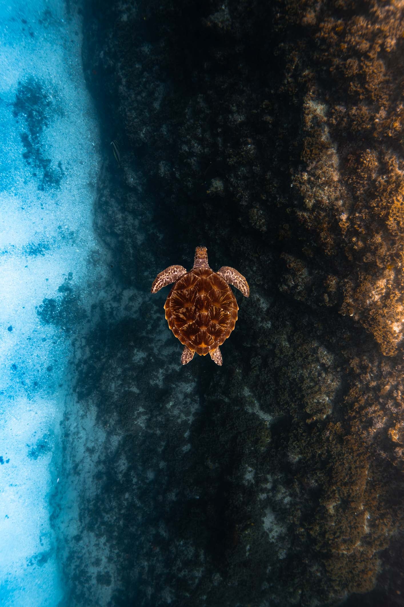 Suspended Turtle Digital Print