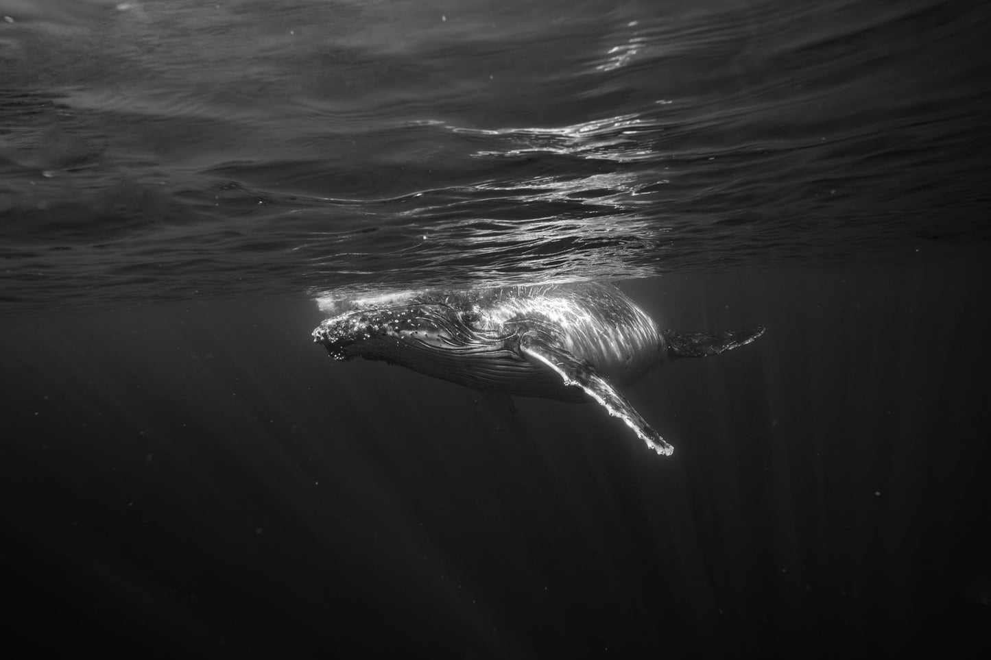 Sleepy Whale Digital Print (B&W)