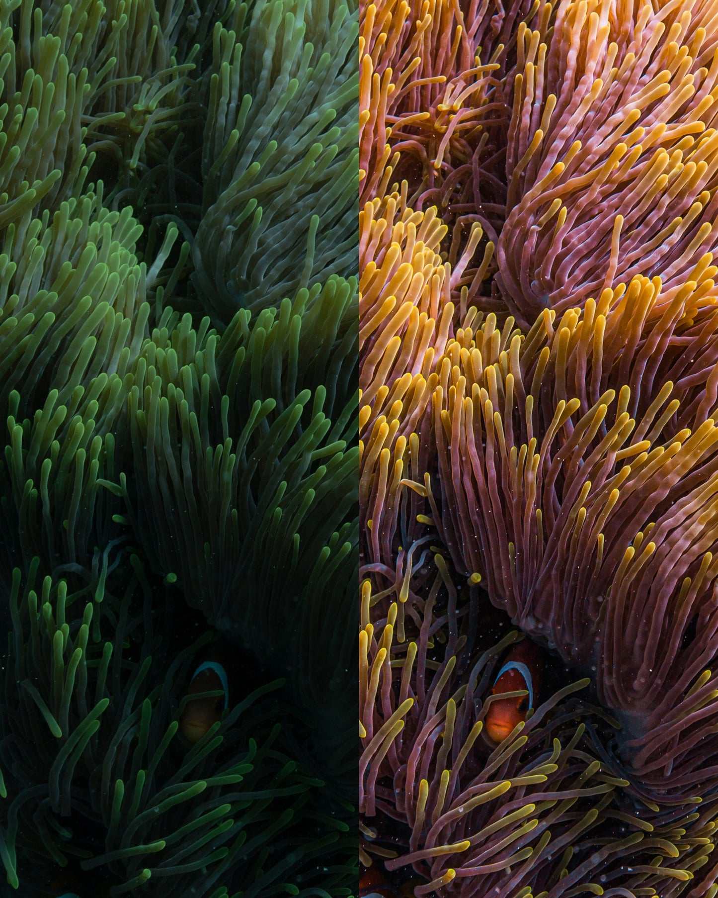 Underwater Macro Presets