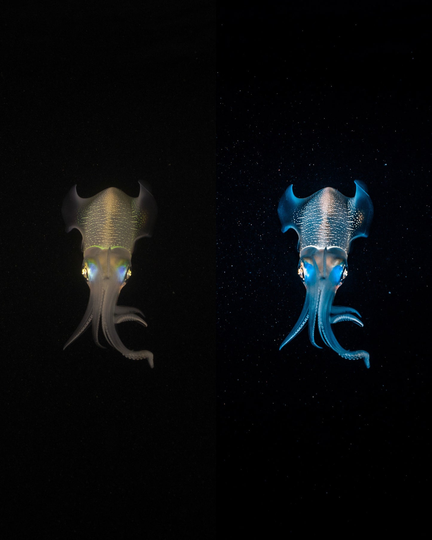 Underwater Macro Presets