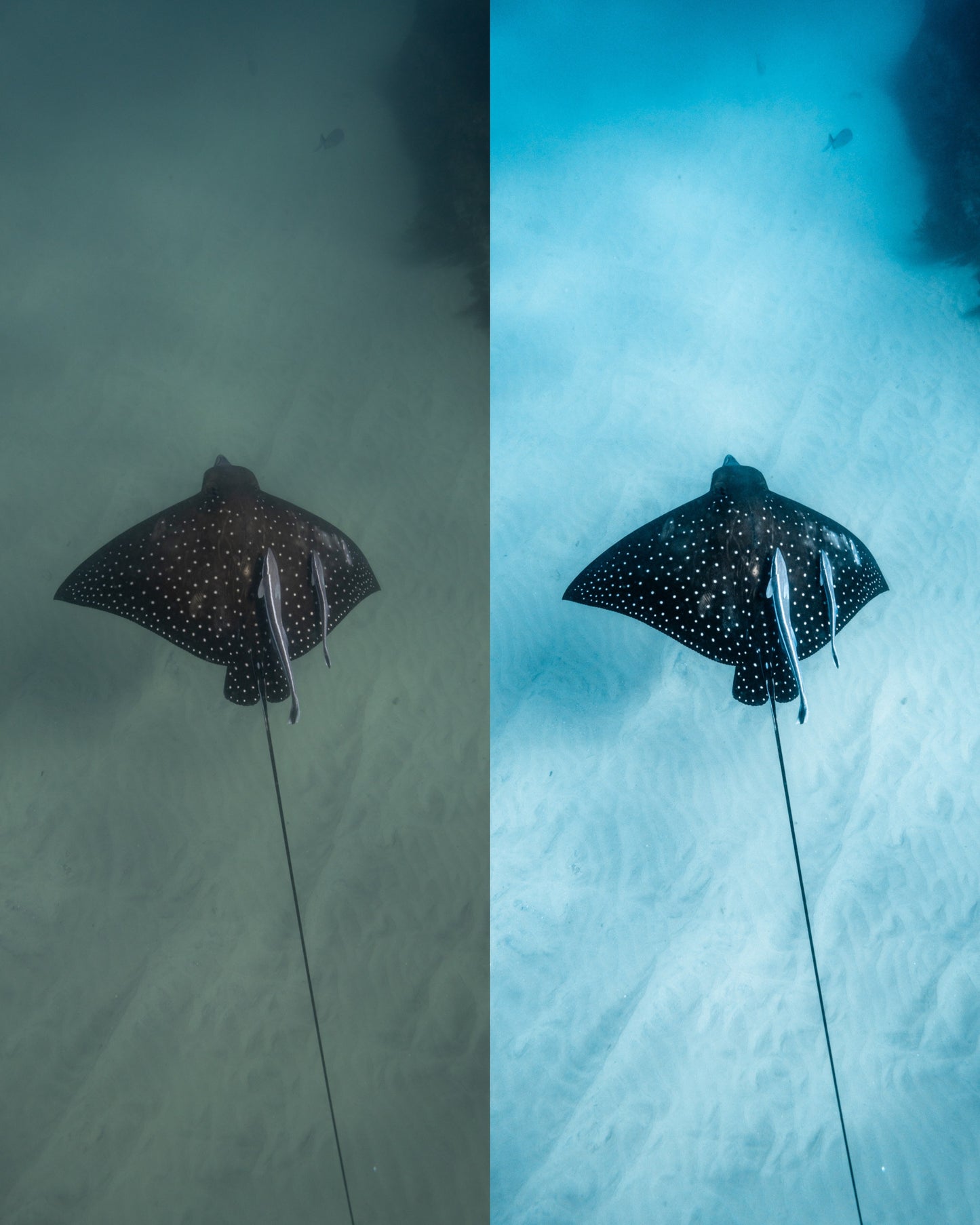 Murky Water Presets