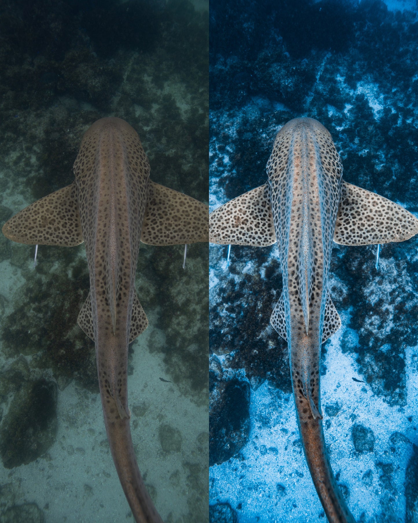 Complete Underwater Preset Bundle (150+ Presets, Free Lightroom Mobile Compatible)