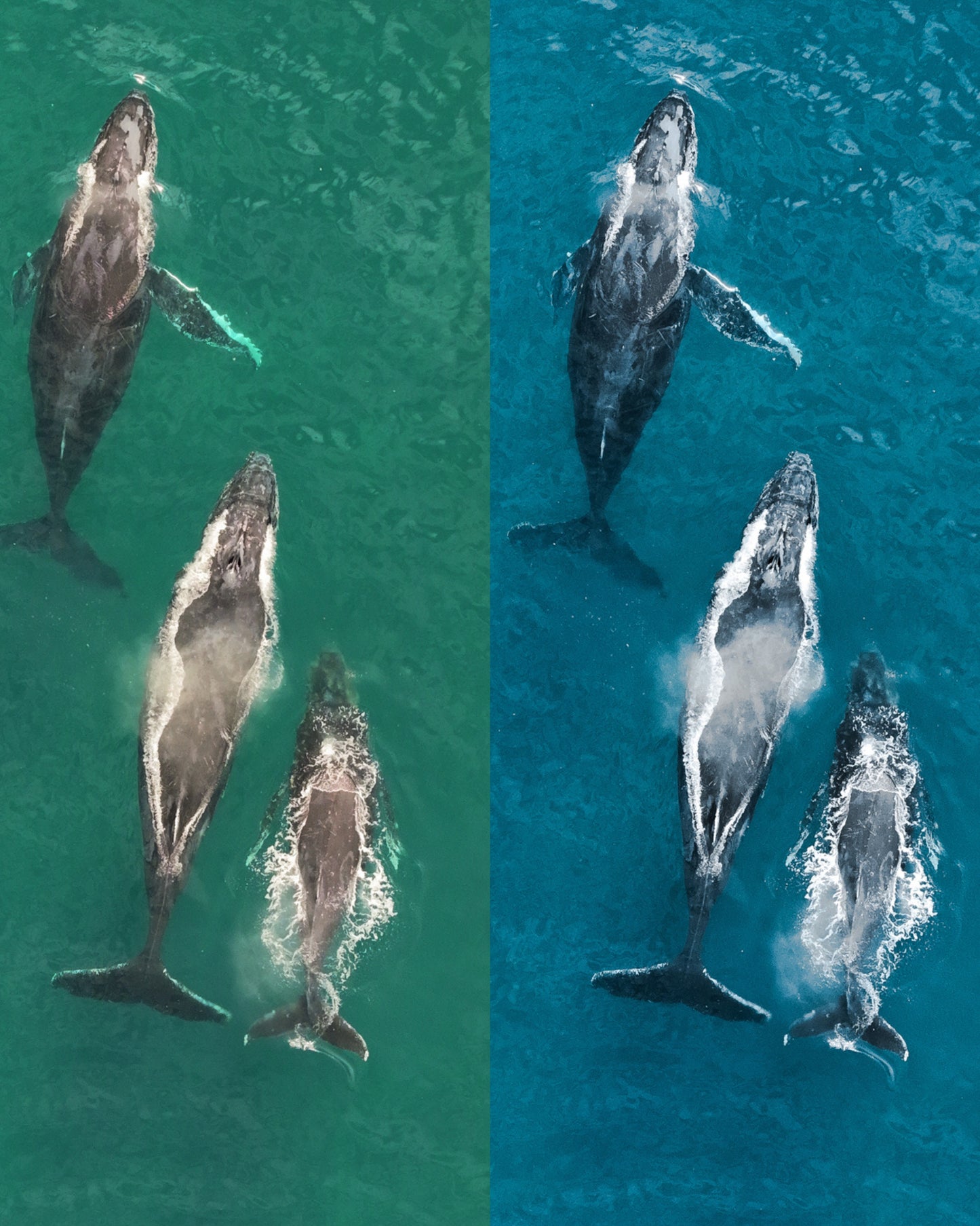 Complete Underwater Preset Bundle (150+ Presets, Free Lightroom Mobile Compatible)