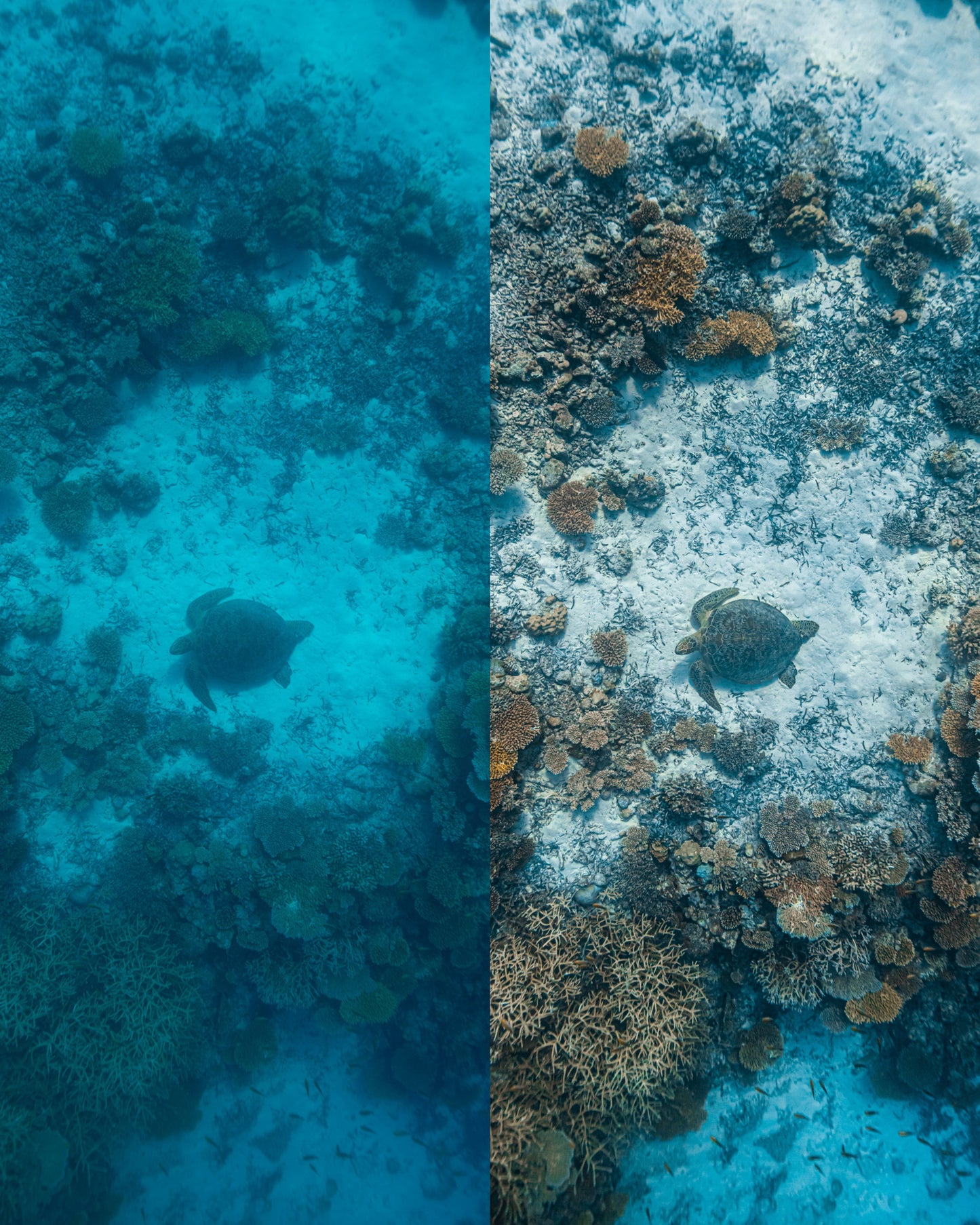 Coral Reef Presets