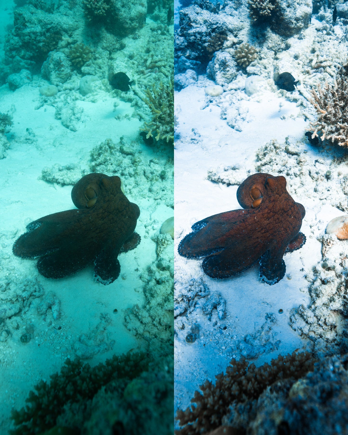 Coral Reef Presets