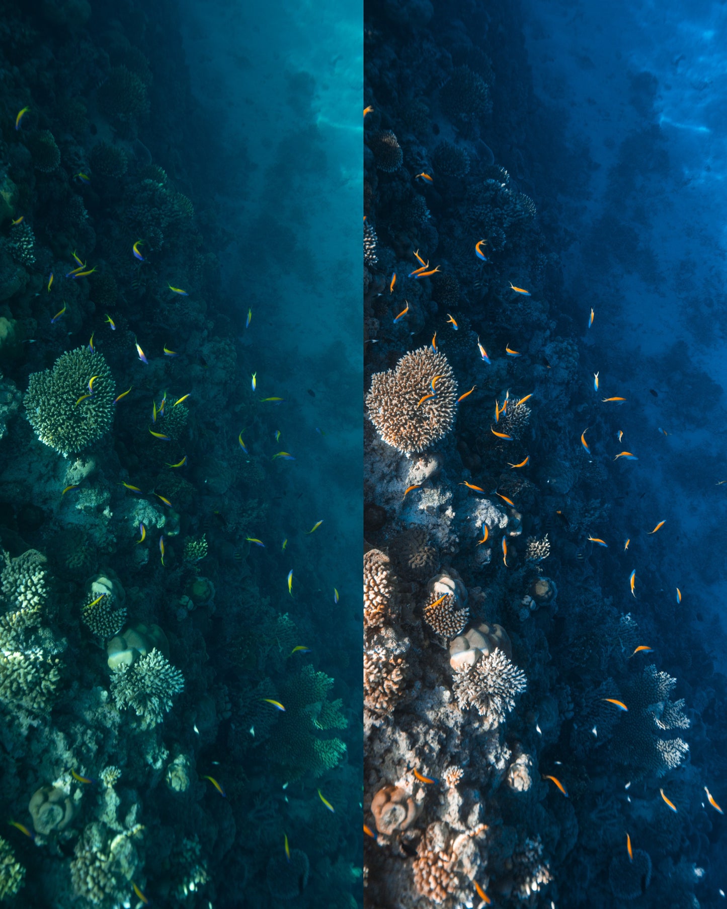 Coral Reef Presets