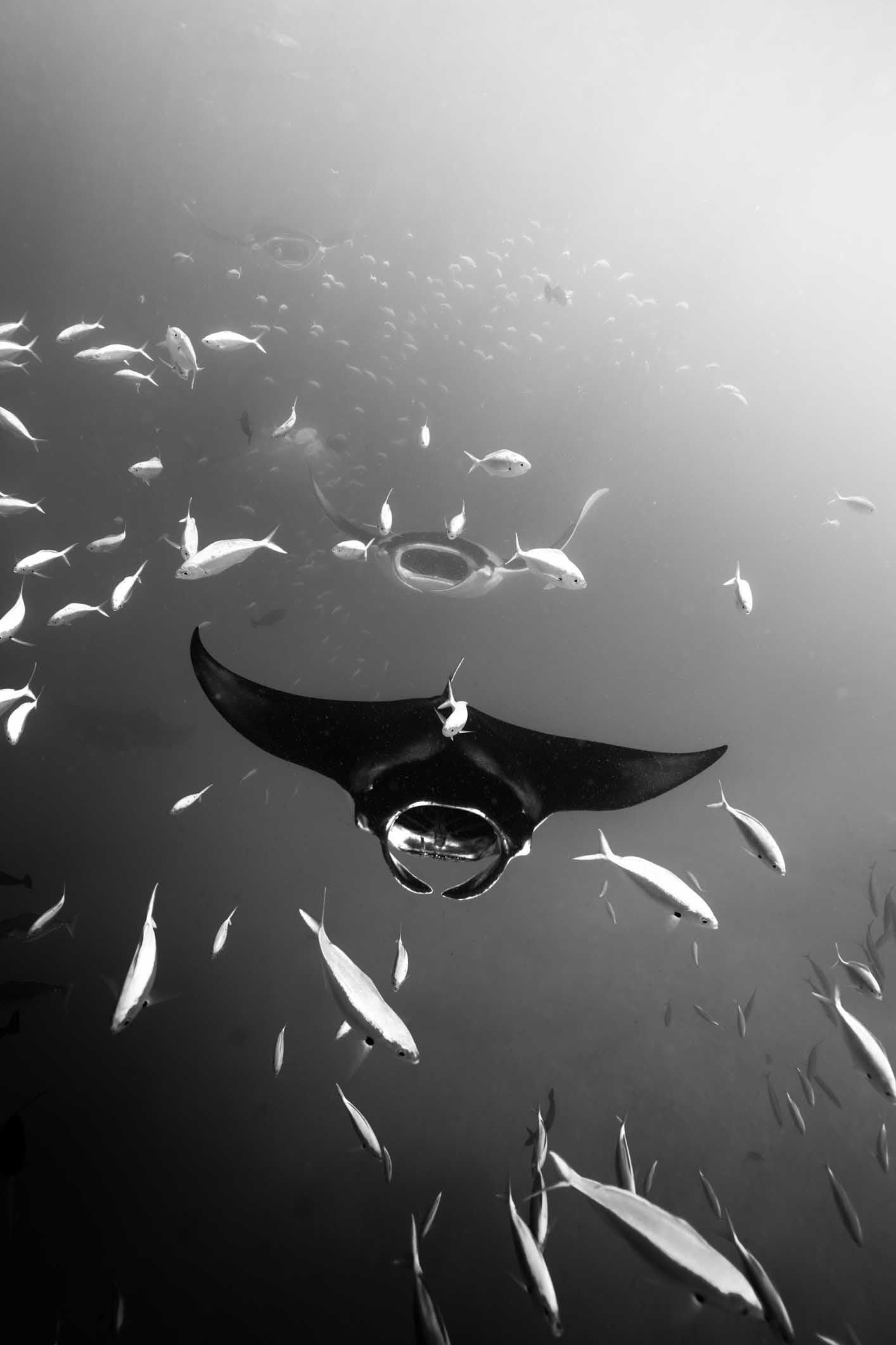 Black and White Manta In School Digital Print