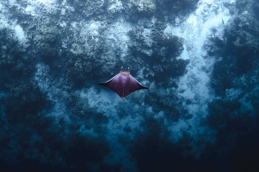 Lone Devil Ray Digital Print