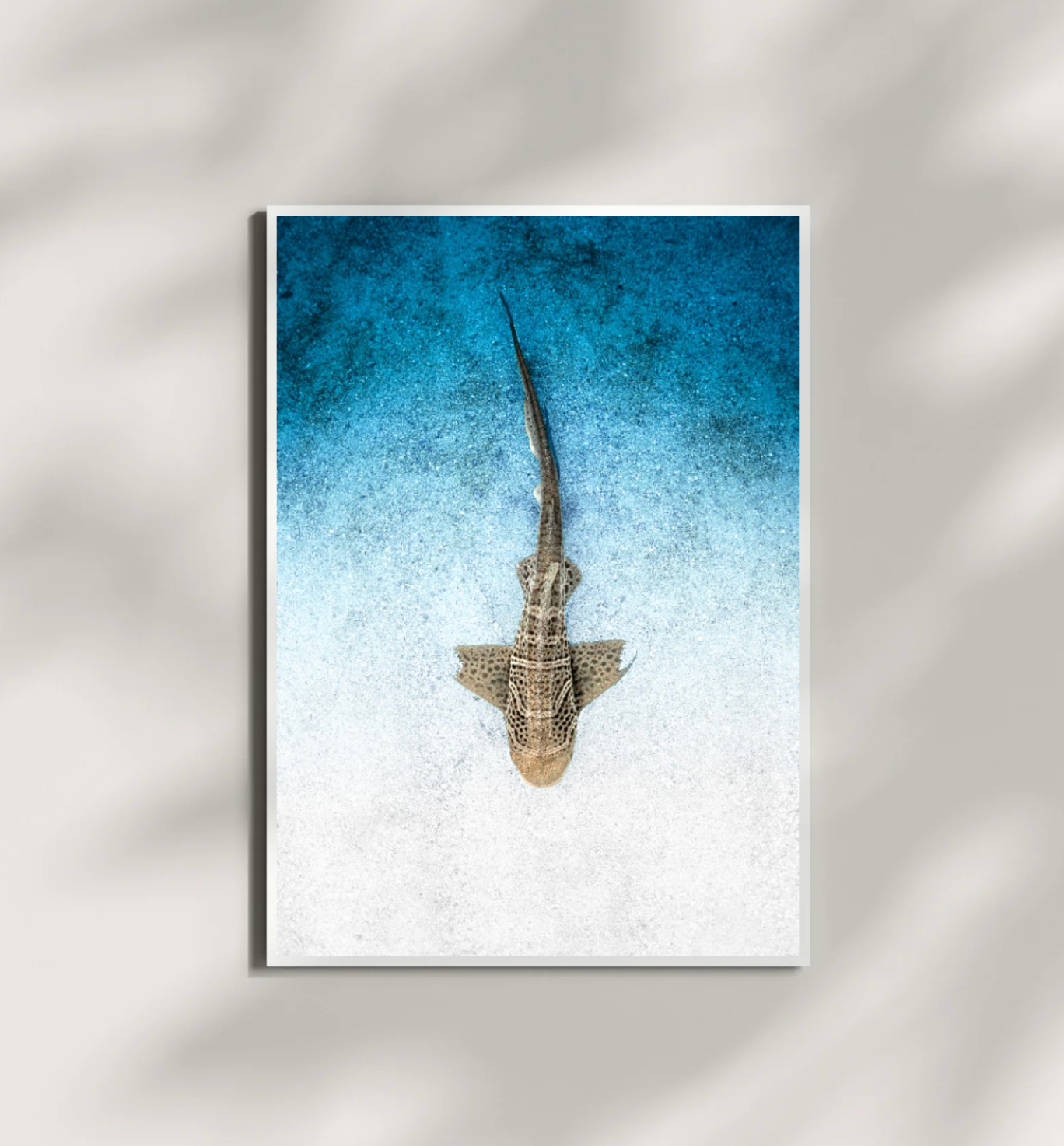 Juvenile Leopard Shark Print