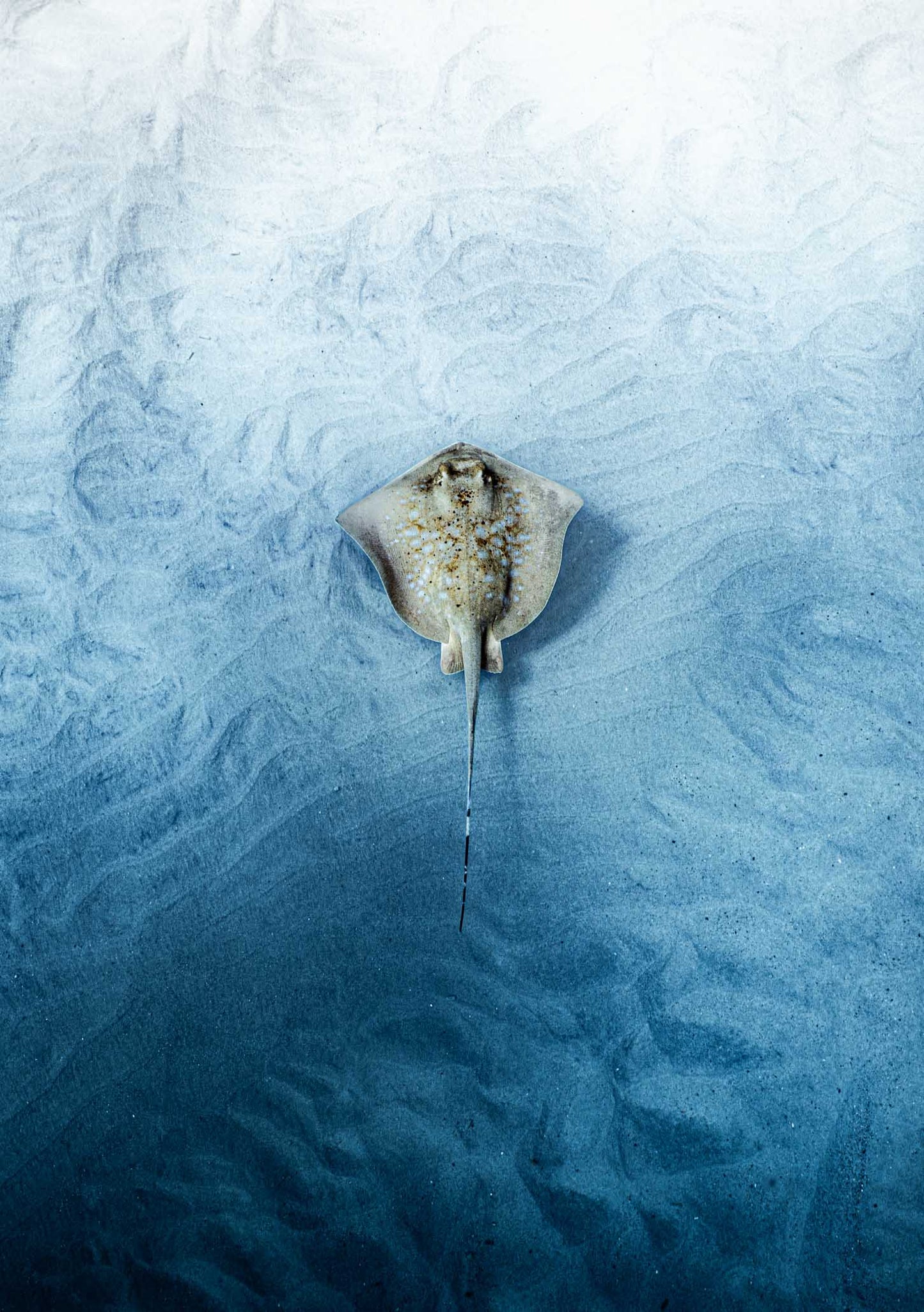 Little Sting Ray Digital Print