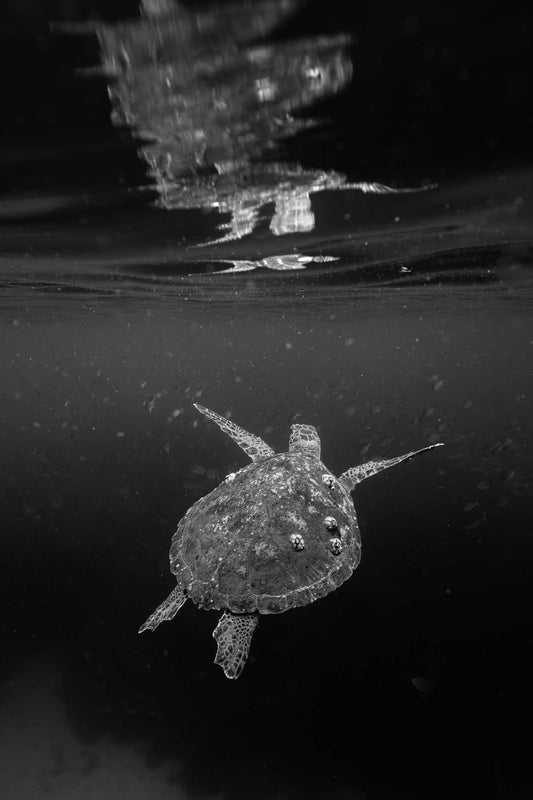 Black and White Turtle Reflection Digital Print