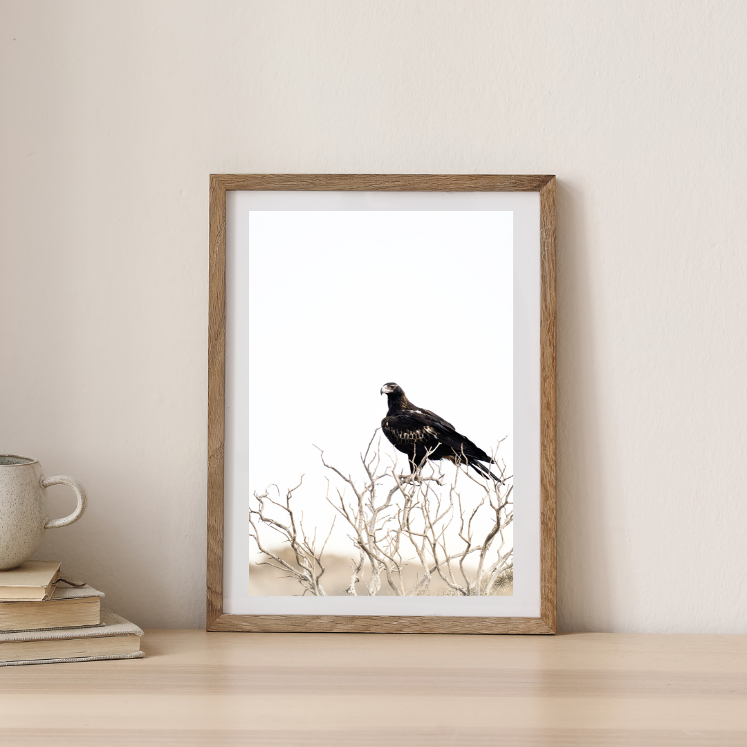 Wedge Tail Eagle Print