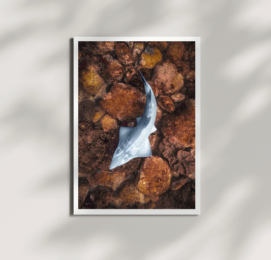 Guitarfish Print