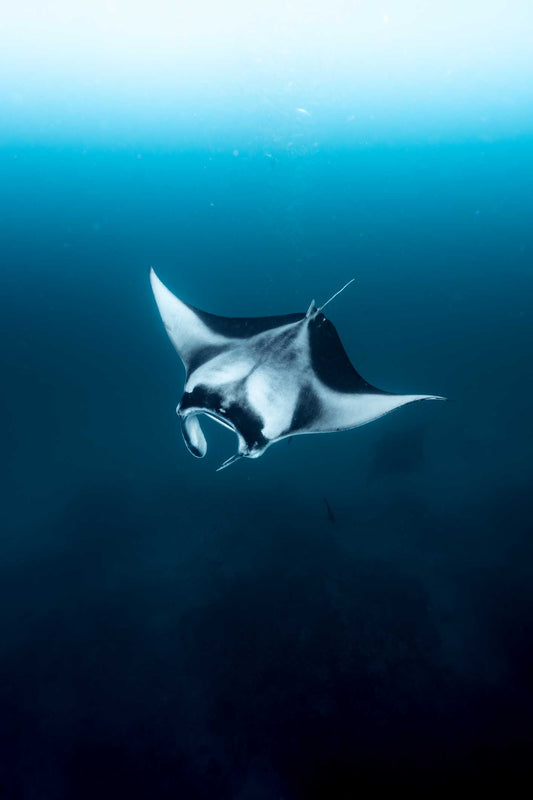 Ghostly Manta Digital Print